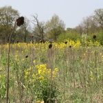 overblijfsel bloemrijke akker \'09