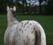 Merlin ziet koeien '05